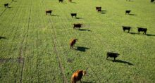 carnes união europeia (1)
