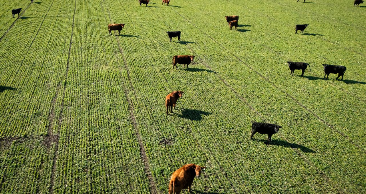 carnes união europeia (1)