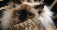 mbrf pets